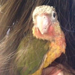 Meet your Posher, Nicole